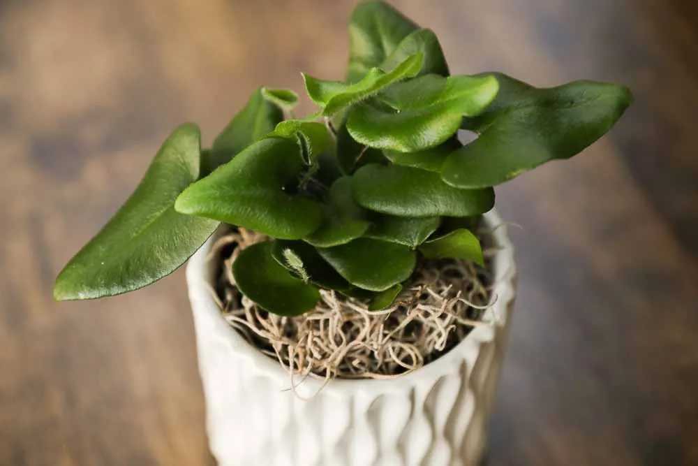 Heart Leaf Fern, view 15