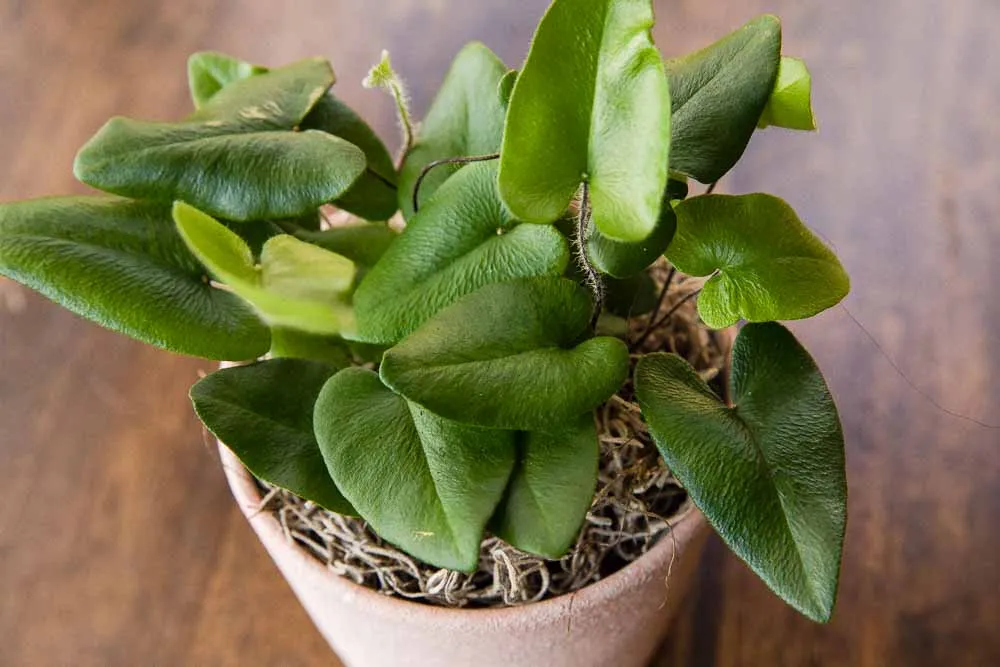 Heart Leaf Fern, view 18