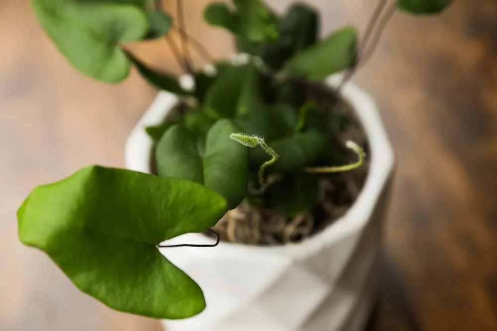 Heart Leaf Fern, view 21