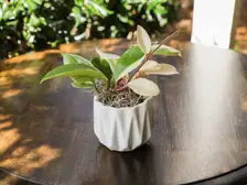 Hoya Krimson Queen