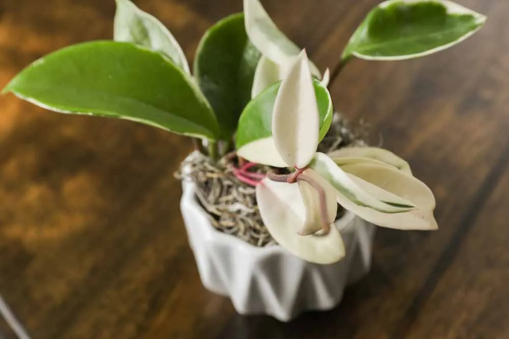 Hoya Krimson Queen