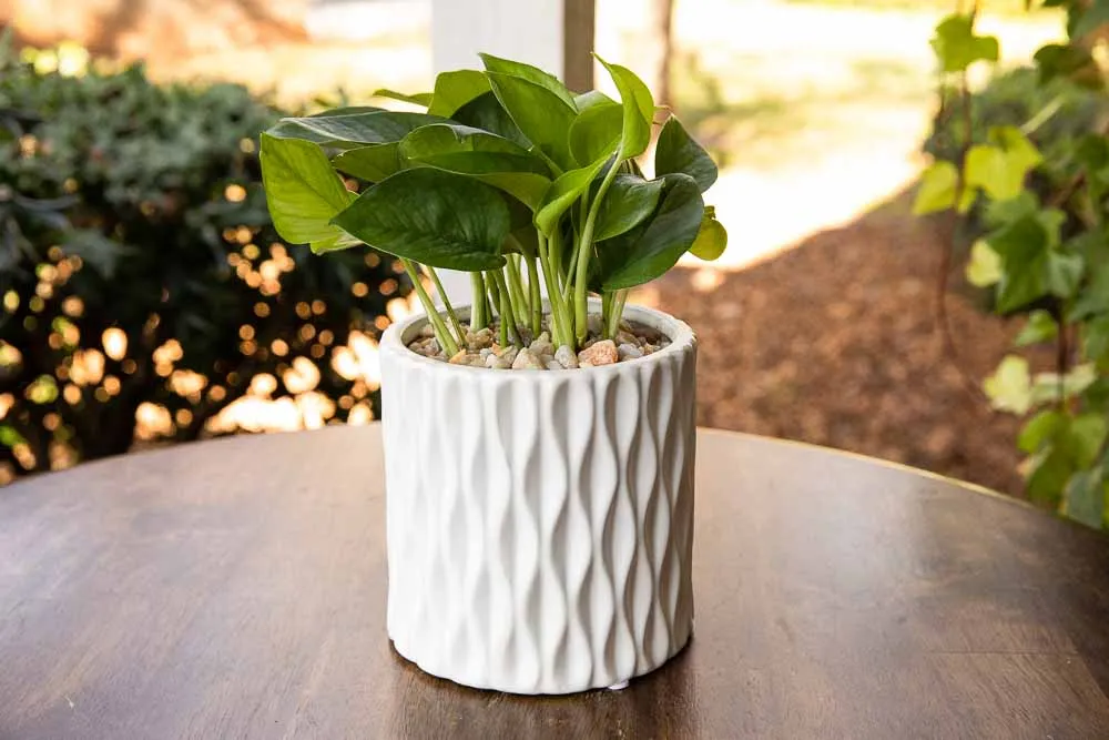 Jade Pothos