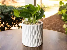 Jade Pothos