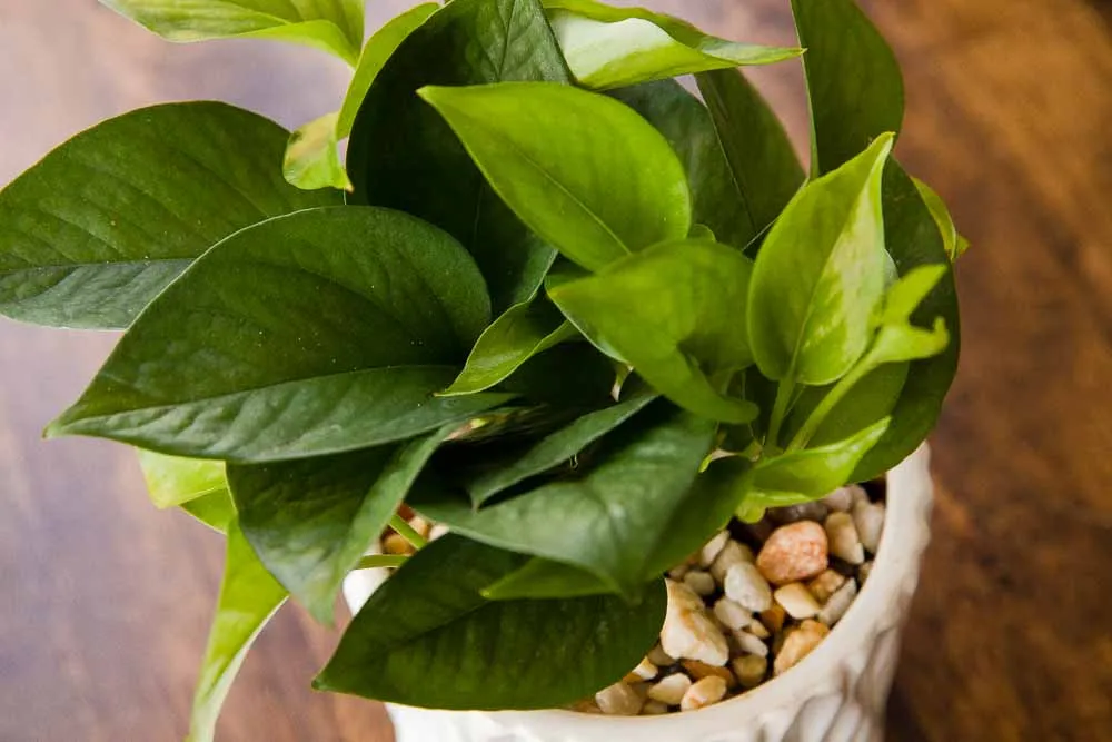 Jade Pothos