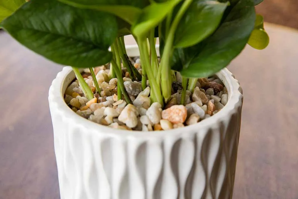Jade Pothos, view 2