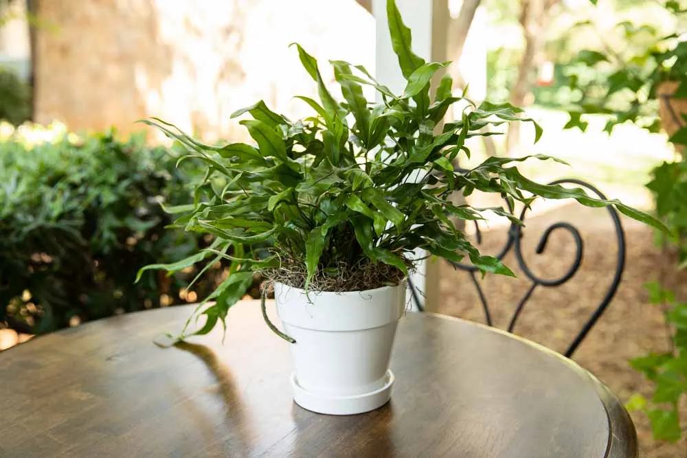 Kangaroo Paw Fern