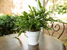 Kangaroo Paw Fern