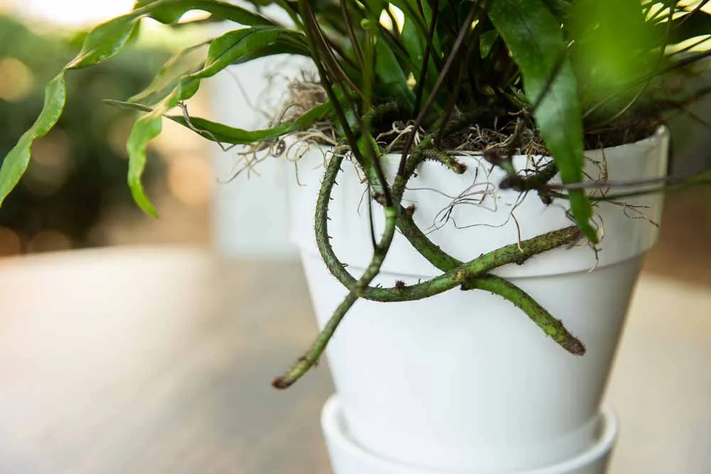Kangaroo Paw Fern