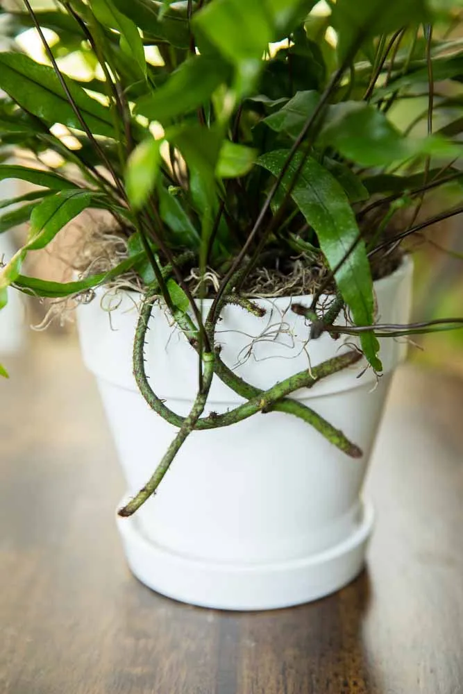 Kangaroo Paw Fern, view 2