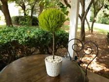 Lemon Cypress