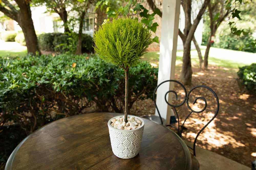 Lemon Cypress