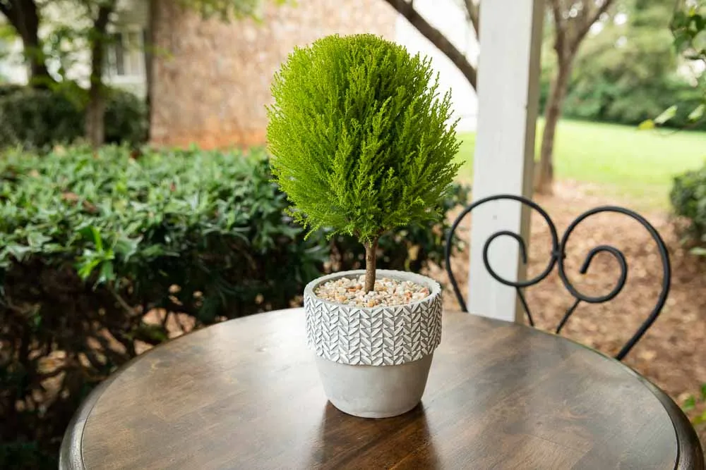 Lemon Cypress