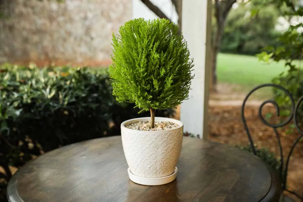 Lemon Cypress, view 2
