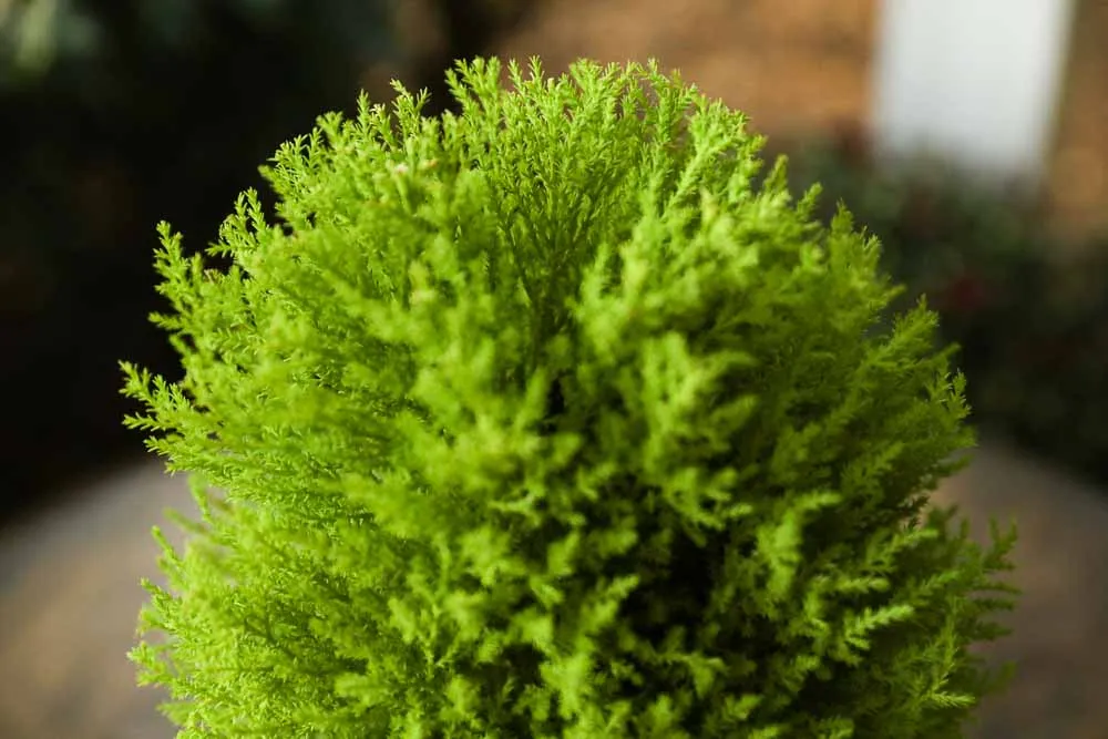 Lemon Cypress, view 3