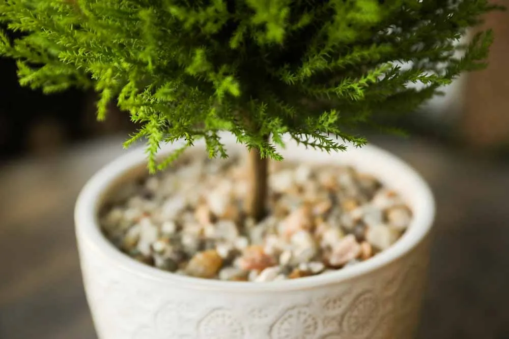 Lemon Cypress, view 4