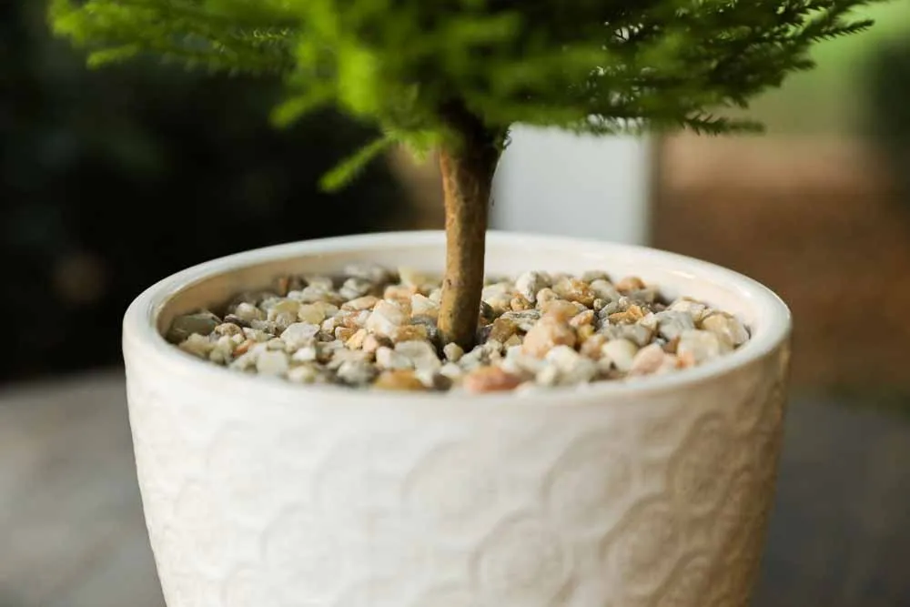 Lemon Cypress, view 5