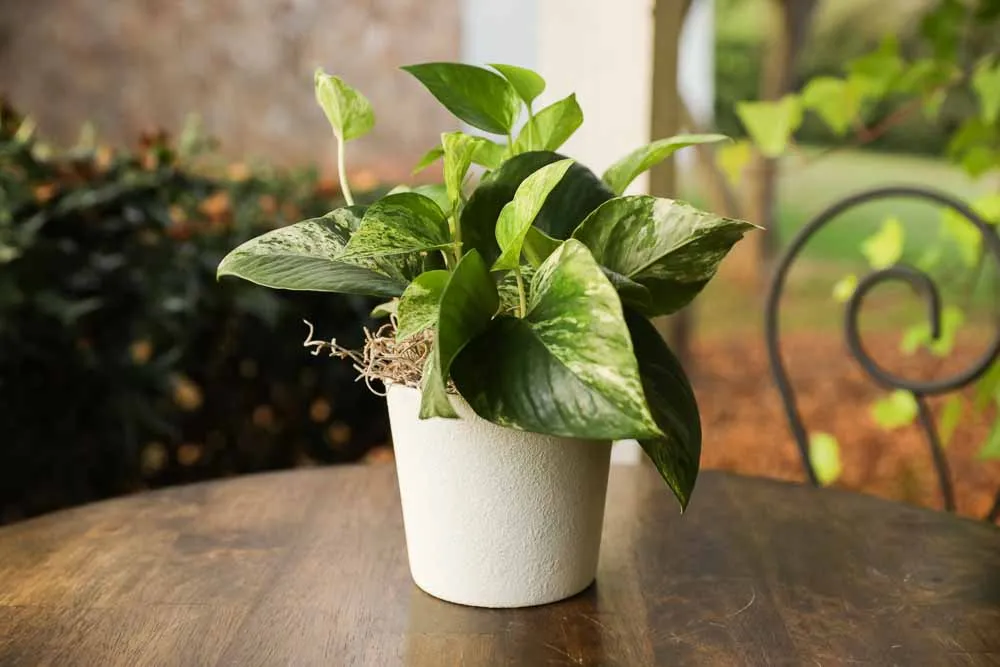 Queen Marble Pothos, view 3