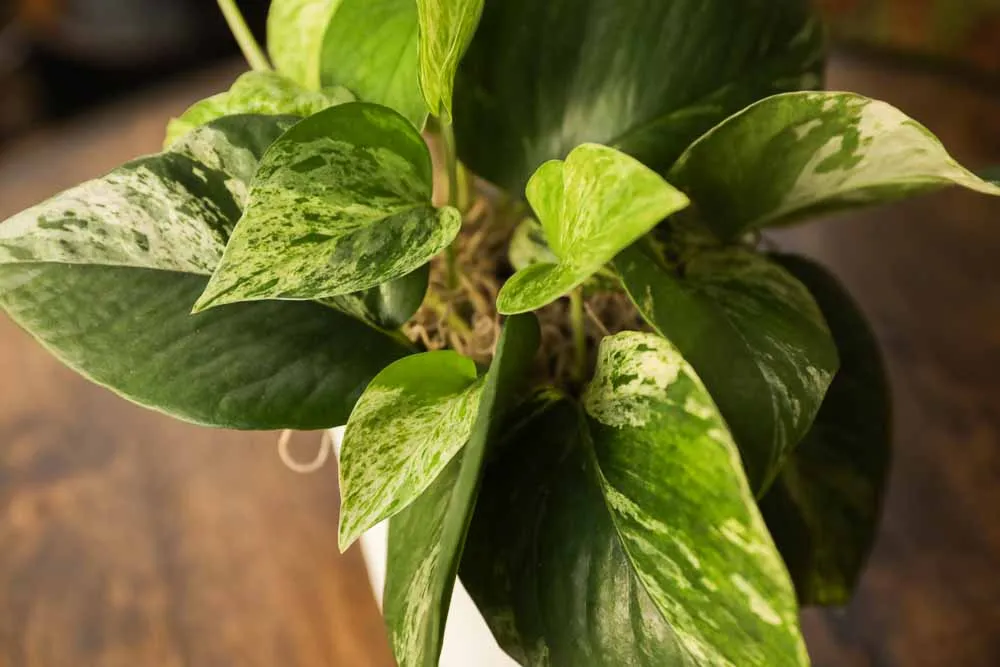 Queen Marble Pothos, view 4