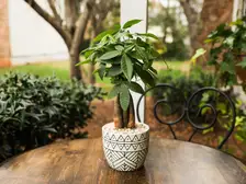 Money Tree
