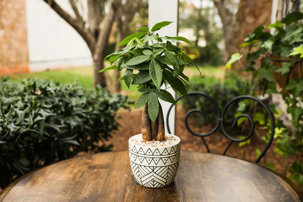 Money Tree