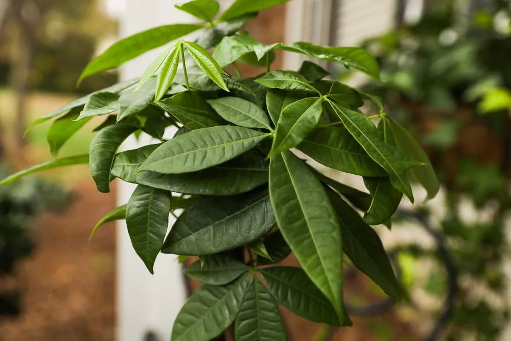 Money Tree