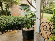 Monstera