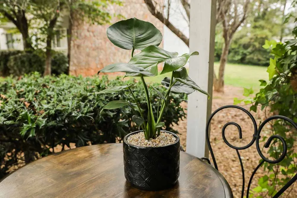 Monstera