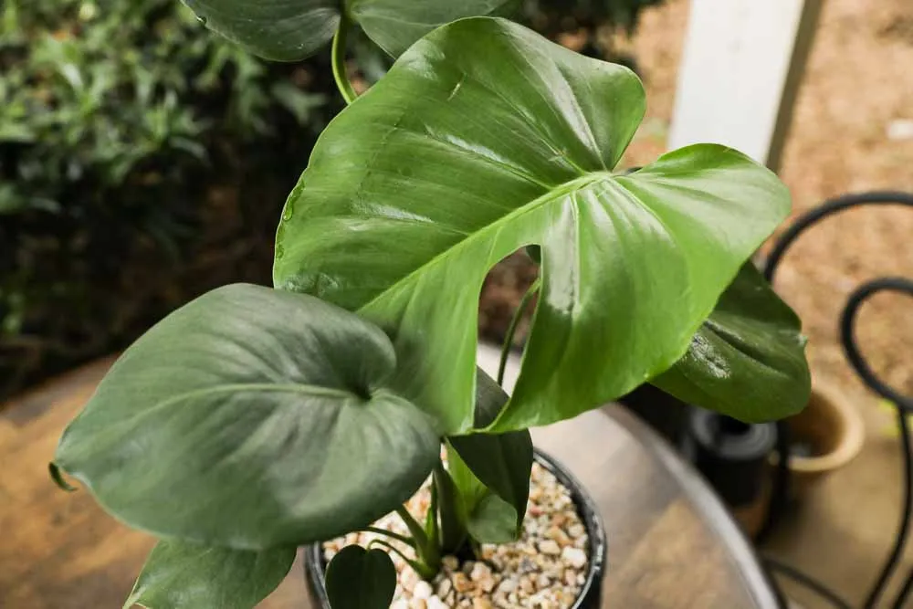 Monstera