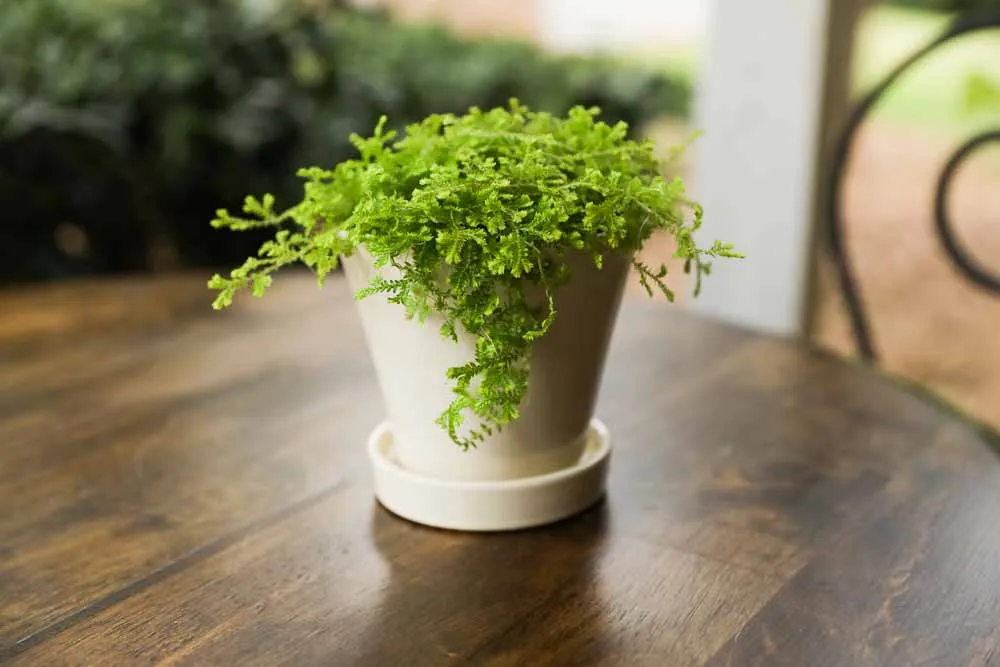 Moss Fern