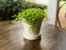 Moss Fern