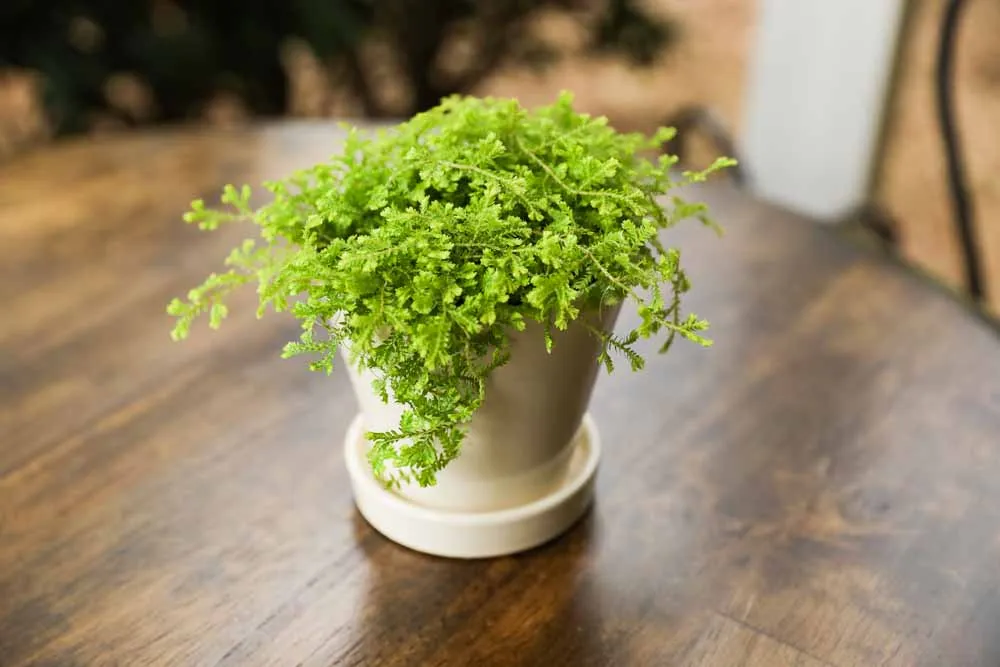 Moss Fern