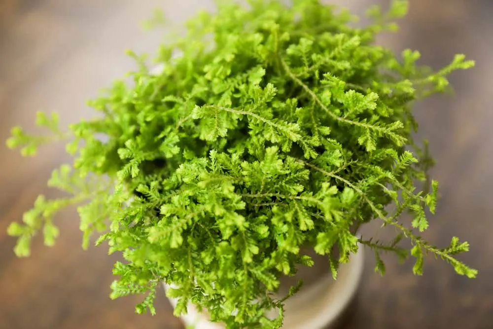 Moss Fern, view 2