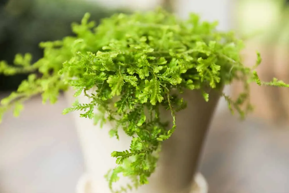 Moss Fern, view 3