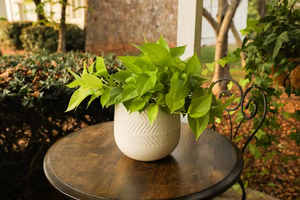 Neon Pothos
