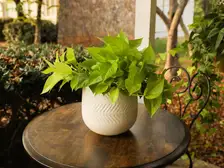 Neon Pothos