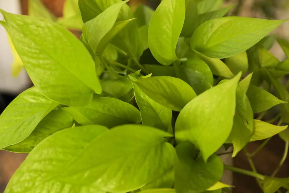 Neon Pothos