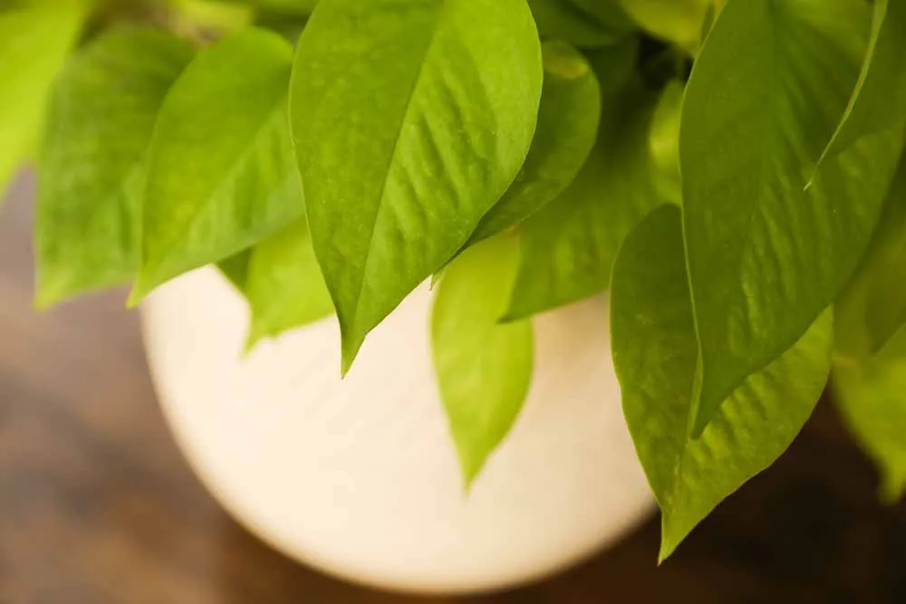 Neon Pothos, view 2