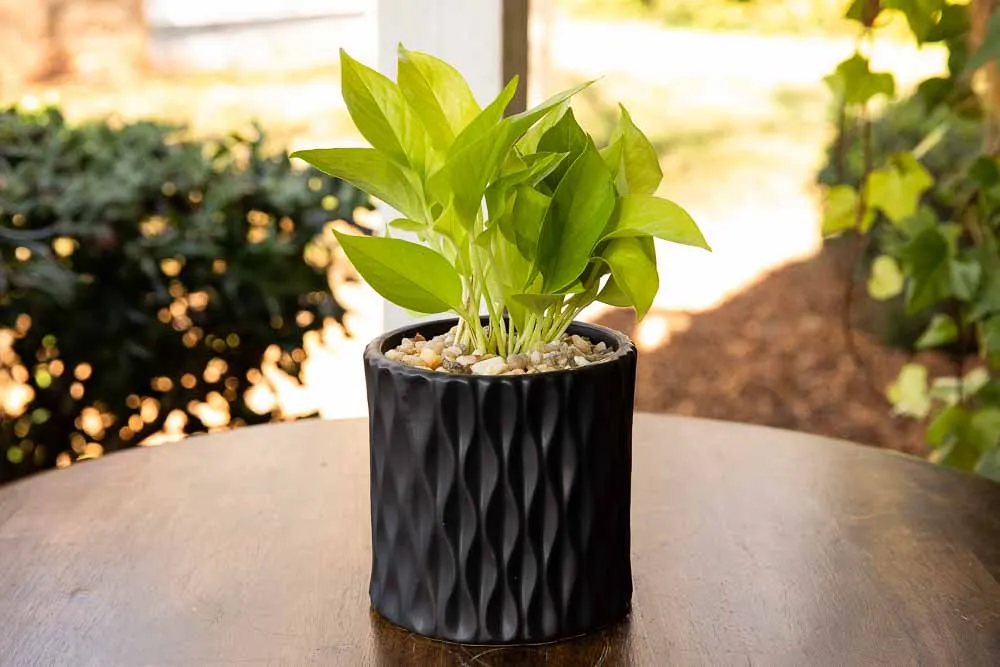 Neon Pothos, view 3