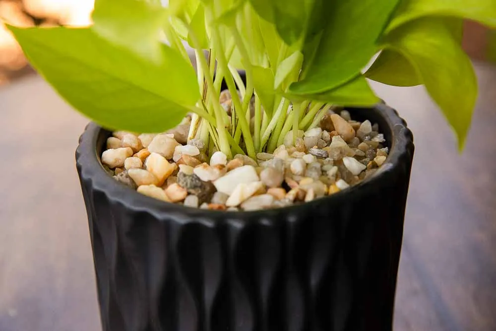 Neon Pothos, view 4