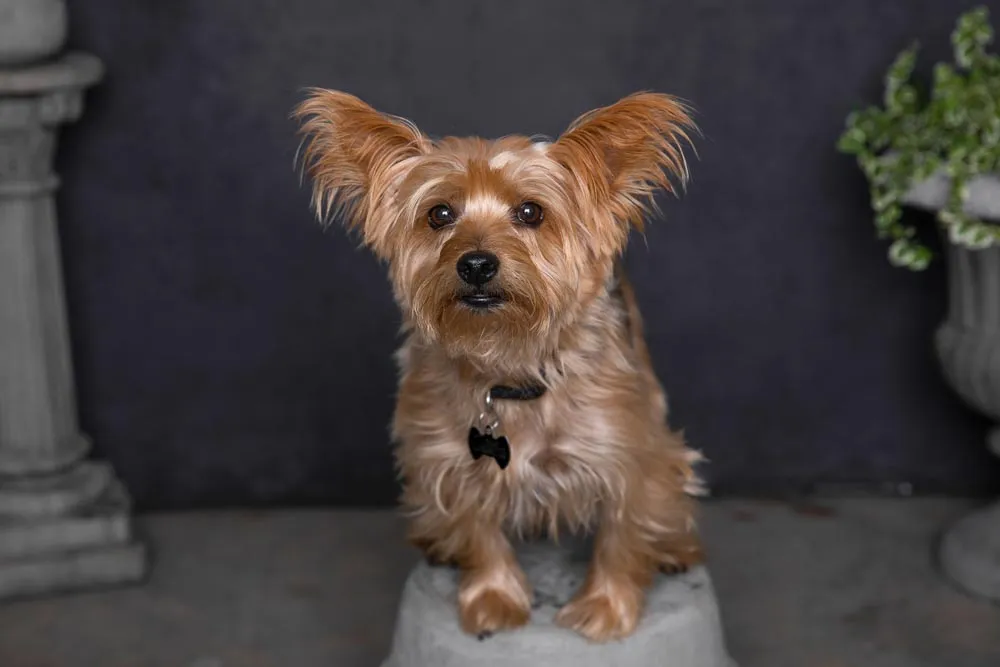 A small tan dog with tall ears, sitting on a concrete pedestal