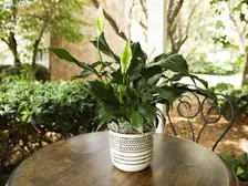Peace Lily