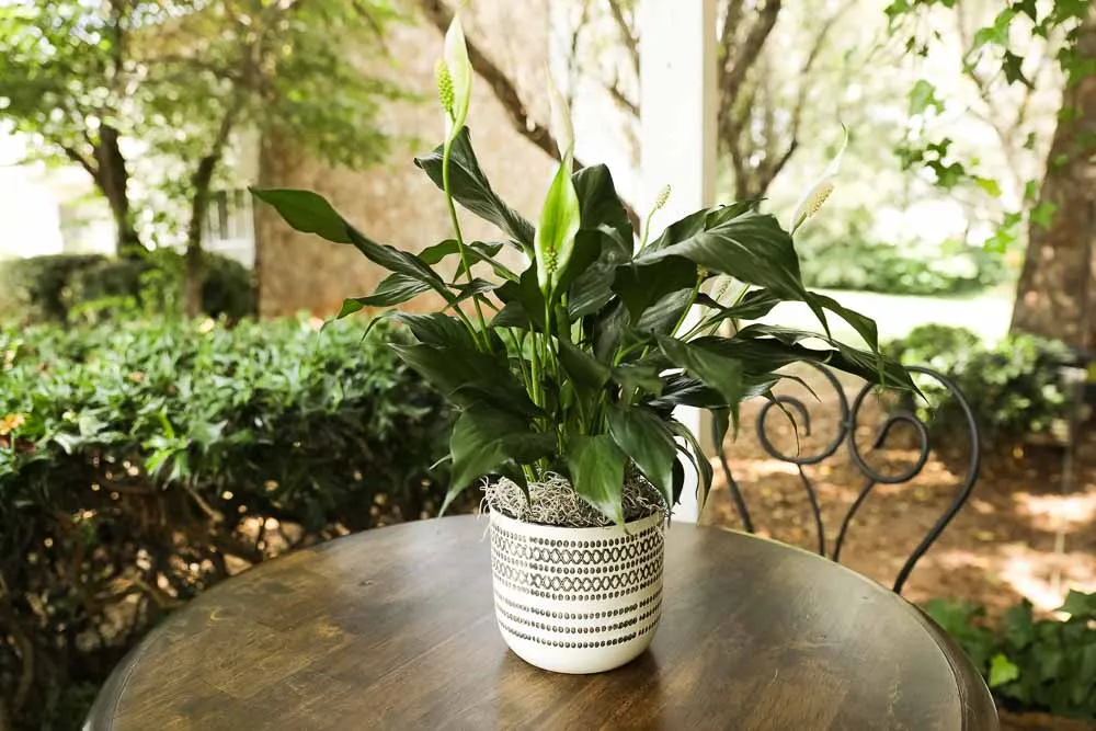 Peace Lily