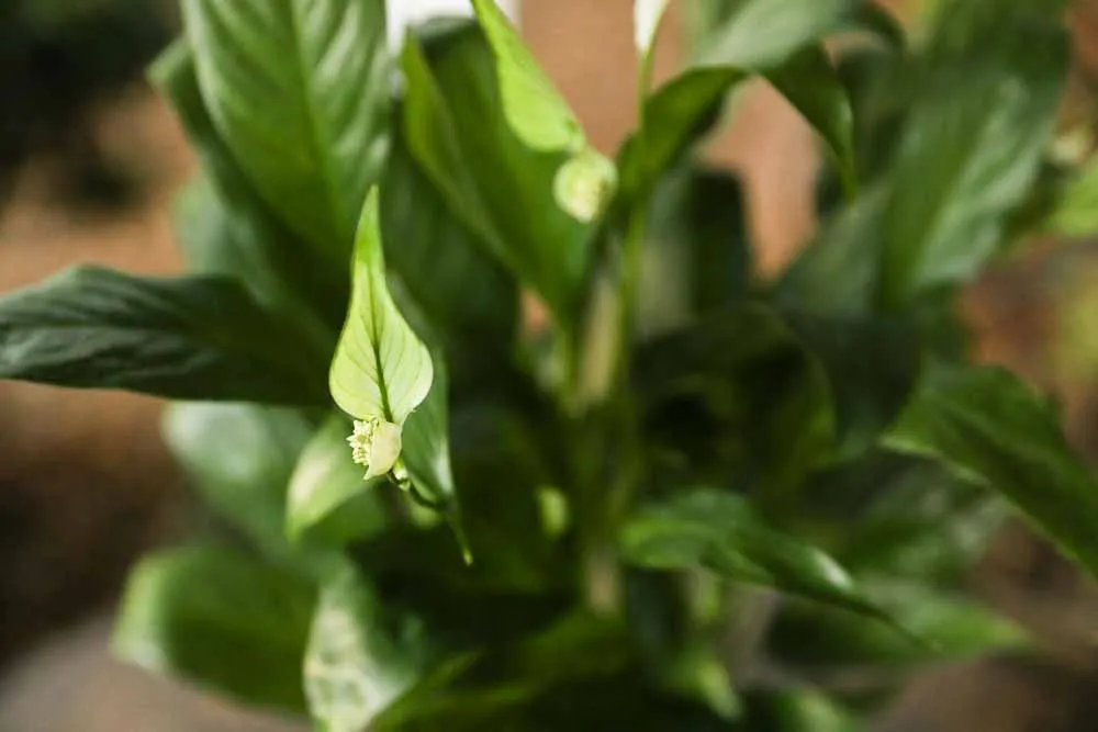 Peace Lily, view 2