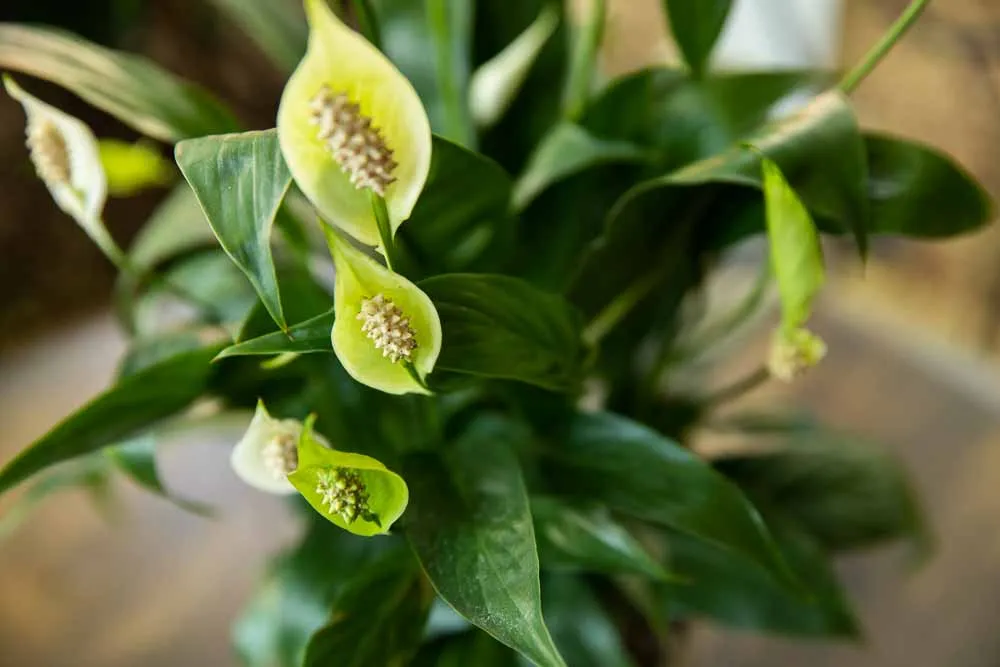 Peace Lily