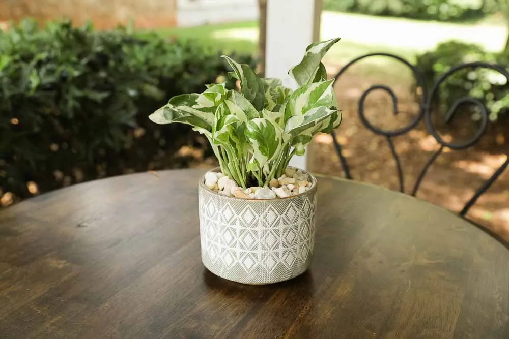 Pearls and Jade Pothos