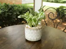 Pearls and Jade Pothos