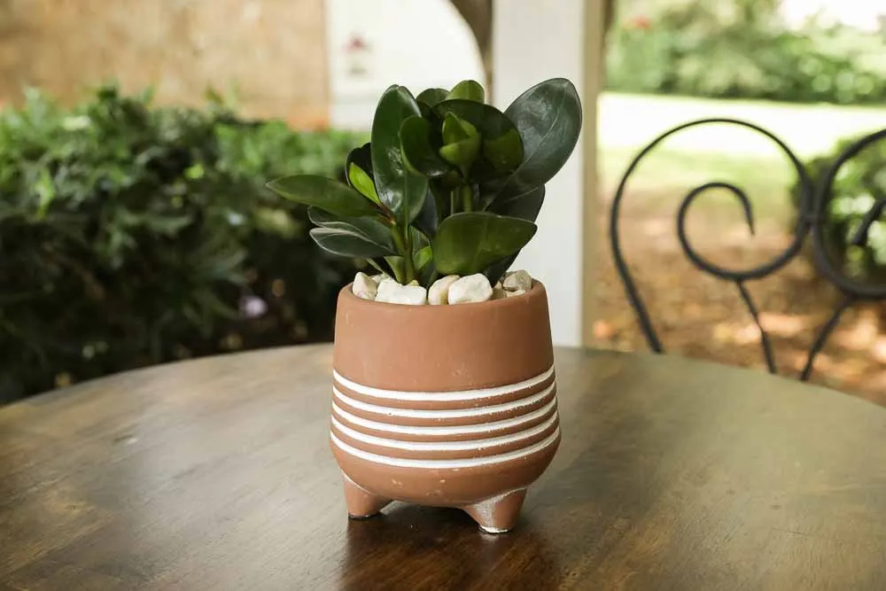 Peperomia, view 2