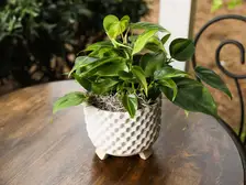 Philodendron Brasil