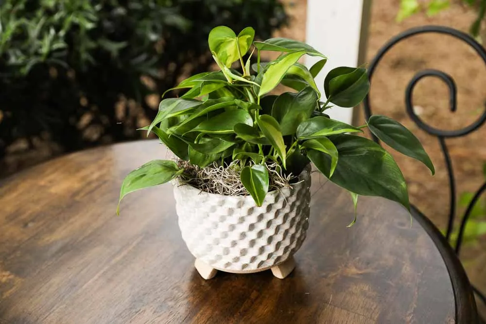 Philodendron Brasil