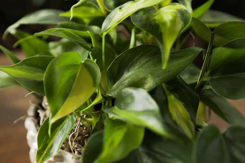 Philodendron Brasil